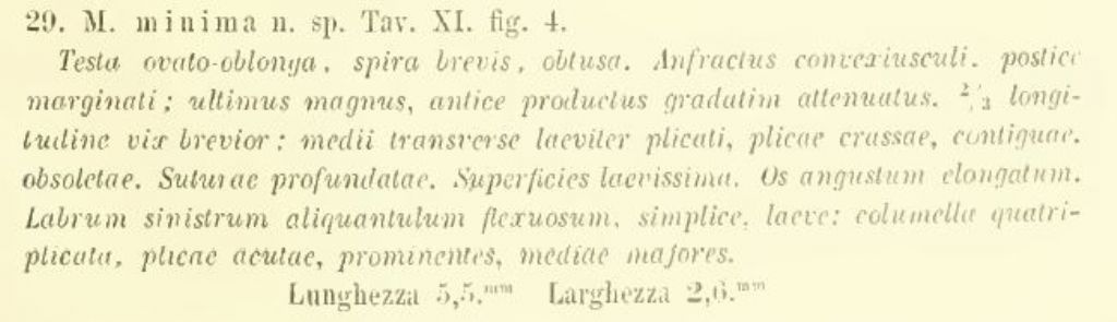Mitra minima G. Seguenza